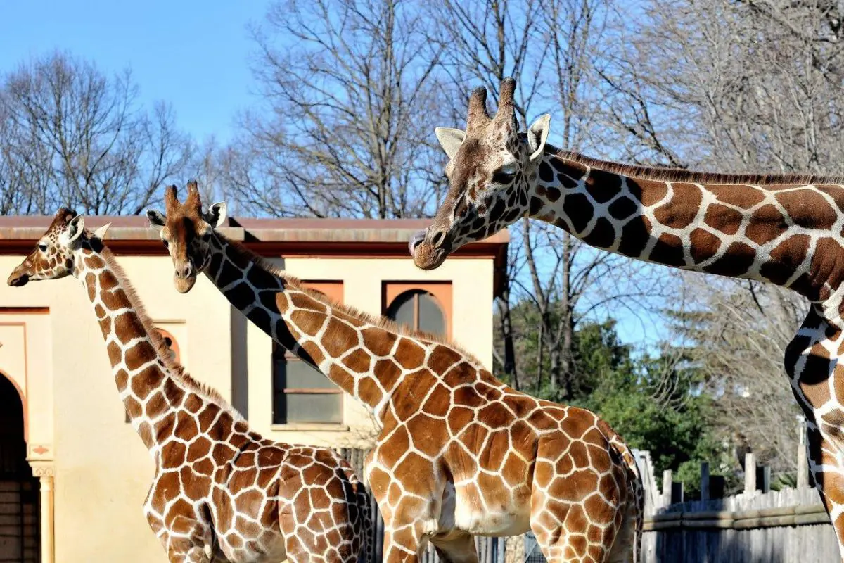 Banca del Fucino celebra il Darwin Day al Bioparco di Roma Banca del Fucino celebra il Darwin Day al Bioparco di Roma
