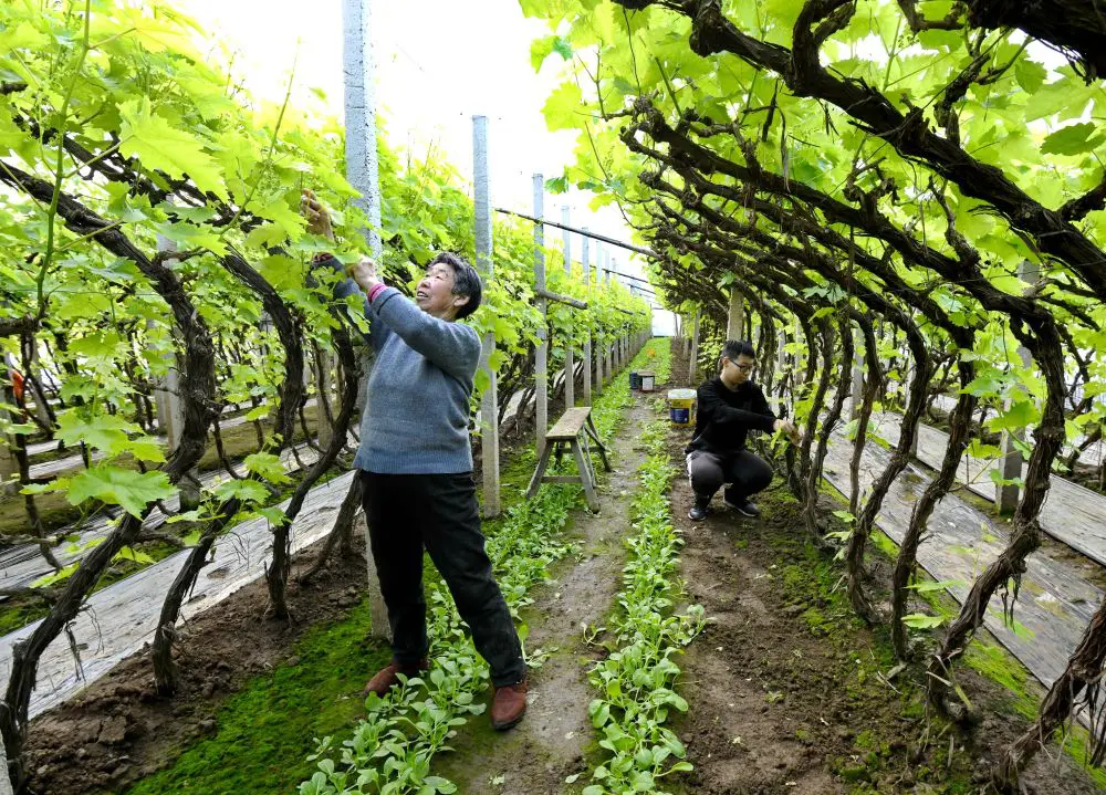 Cina, nuove misure per modernizzare la produzione agricola Cina, nuove misure per modernizzare la produzione agricola