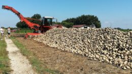 Filiera bieticolo saccarifera a rischio estinzione, Coldiretti annuncia la mobilitazione