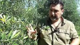 Territori BIO: la potatura estiva dell’ulivo