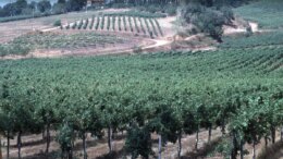 In Toscana 42 mila imprese agroalimentari, il 30,4% a conduzione femminile