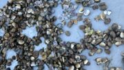 EMERGENZA LAGUNA SUD:COLDIRETTI IMPRESA PESCA CHIEDE UN INTERVENTO URGENTE PER SALVAGUARDARE LA MOLLUSCHICOLTURA E LA BIODIVERSITA’
