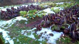 FONDO AGRICAT 2026 – COPERTURA DANNI CATASTROFALI METEOCLIMATICI ALLE PRODUZIONI AGRICOLE CAUSATI DA ALLUVIONE, GELO O BRINA, SICCITÀ