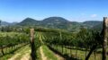 Investimenti per il settore vitivinicolo, bando annualità 2026-2027