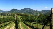 Investimenti per il settore vitivinicolo, bando annualità 2026-2027