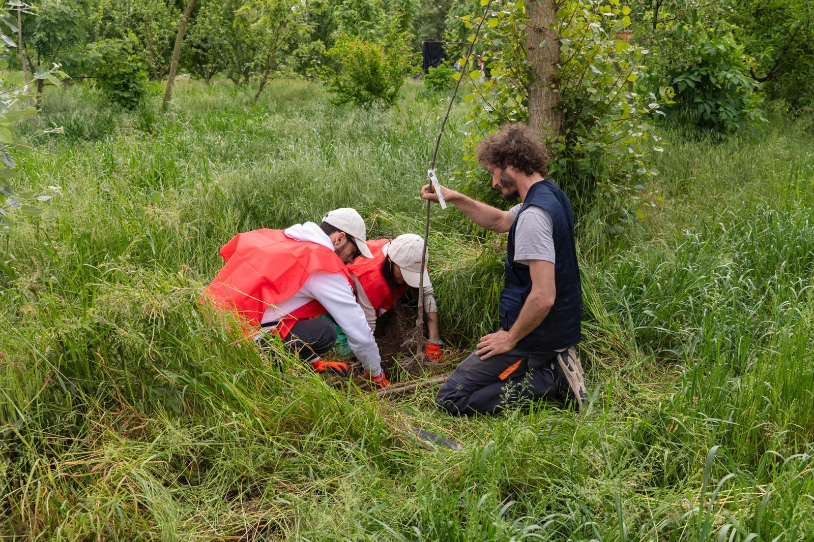 Ambiente, il Progetto Boschi di E.ON supera i 150.000 alberi piantati Ambiente, il Progetto Boschi di E.ON supera i 150.000 alberi piantati