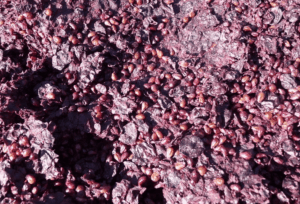 Riutilizzo della vinaccia: molteplici usi del sottoprodotto della vinificazione