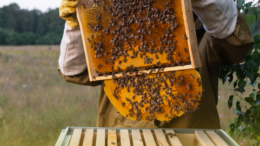 GIORNATA API: COLDIRETTI, LAVORO IMPOLLINAZIONE NEI CAMPI VALE 3 MLD, TRASPARENZA E MISURE PER DIFENDERE L’ALVEARE ITALIA