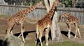 Banca del Fucino, la musica del Teatro dell’Opera di Roma al Bioparco