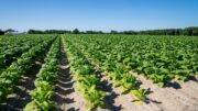 Tabacco, UNITAB Europa “L’Ue valuti l’impatto degli interventi normativi”