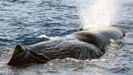 Raro avvistamento di capodogli in Liguria nel Santuario Pelagos