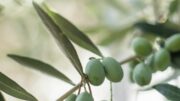 OLIVICOLTURA: COLDIRETTI VENETO, BENE L’APPROVAZIONE DELL’OSSERVATORIO OLIVICOLO. SALVAN.”ORA STRUMENTI CONCRETI PER RILANCIARE IL SETTORE”