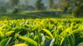 UE: COLDIRETTI/FILIERA ITALIA, VIA LIBERA A TEA E’ SVOLTA EPOCALE PER AGRICOLTURA