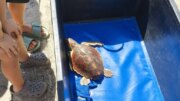Italian Turtle Day, otto tartarughe marine già in libertà