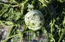 COLDIRETTI: DOPO IL MALTEMPO SOPRALLUOGHI NELLE AZIENDE COLPITE, DANNI SU CENTINAIA DI ETTARI NEL POLESINE