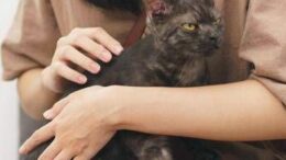 Asma nei bambini, uno studio assolve i gatti: “Nessun rischio da convivenza con i mici”