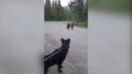 Inseguita da un orso grizzly, escursionista mantiene il sangue freddo e si salva