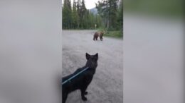 Inseguita da un orso grizzly, escursionista mantiene il sangue freddo e si salva