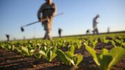 CALDO: COLDIRETTI, BENE MISURE CDM CON MEZZO MLN AL LAVORO NEI CAMPI PER LE ATTIVITA’ DI RACCOLTA