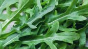 Dalla rucola un aiuto contro obesità e glicemia alta, lo studio
