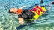 Sics a lavoro, i guardiani a quattro zampe del mare