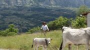 In Basilicata torna ‘Sirino in transumanza’﻿