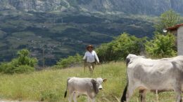 In Basilicata torna ‘Sirino in transumanza’﻿
