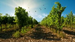 Stabilizzazione a Prosecco, impegno per la biodiversità e contributo una tantum