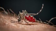 Da Dengue a West Nile, in Italia 40 specie di zanzare: ecco come difendersi