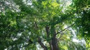 Il 30% in più di alberi ridurrebbe del 36% l’impatto del calore urbano