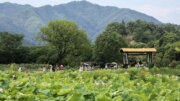 Cina, buoni di consumo per 450 mln di yuan a favore del turismo estivo