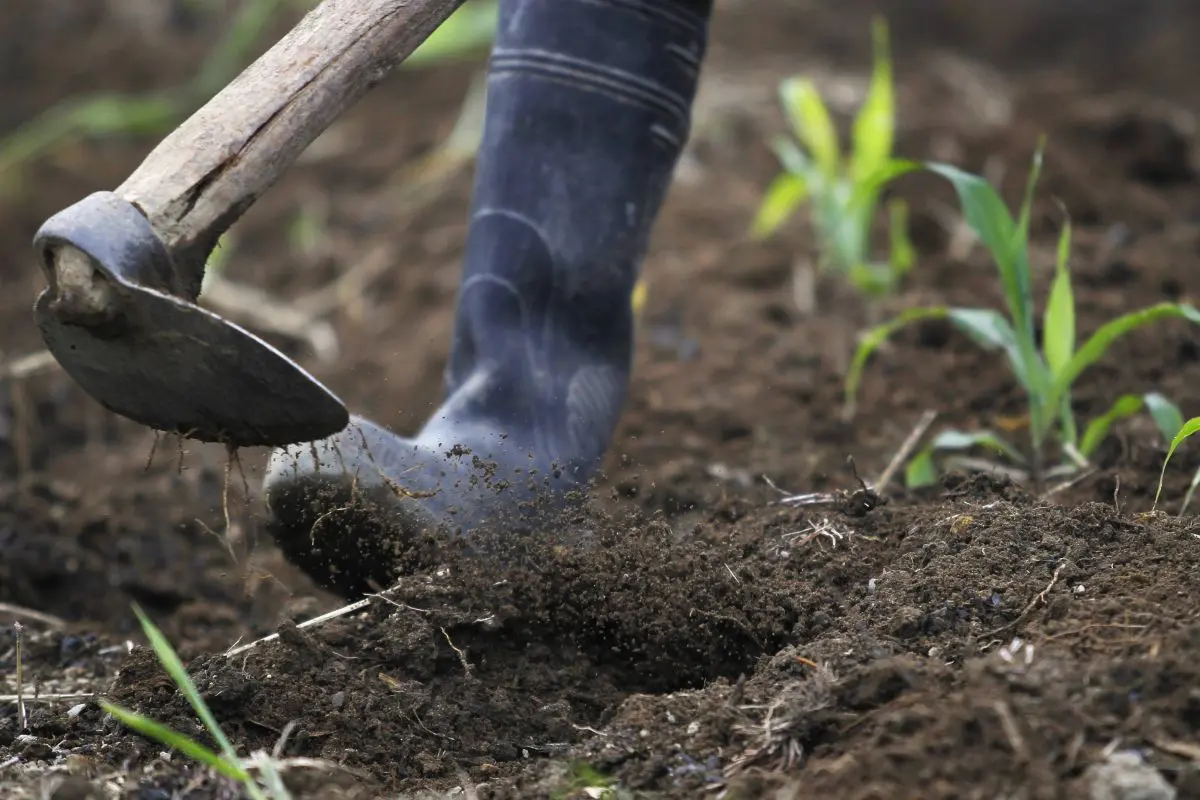 Cina, gli scarti agricoli diventano biochar ad alto valore Cina, gli scarti agricoli diventano biochar ad alto valore