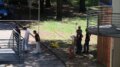 Tragedia a Lido di Camaiore, anziano uccide l’ex moglie in ospedale e poi si toglie la vita