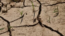 La siccità minaccia la produzione agricola globale