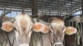 UE: COLDIRETTI/FILIERA ITALIA. COMMISSIONE CONFERMI CON I FATTI NUOVA VISION SU ZOOTECNIA