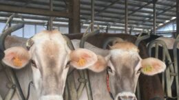 UE: COLDIRETTI/FILIERA ITALIA. COMMISSIONE CONFERMI CON I FATTI NUOVA VISION SU ZOOTECNIA