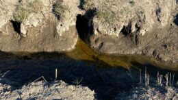 Fauna selvatica, bene la nuova piattaforma regionale per la gestione delle nutrie