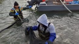 PESCA: COLDIRETTI, SCATTA IL FERMO IN ADRIATICO