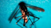 West Nile, caso di encefalite a Napoli. Rezza: “Sorveglianze bloccate, serve soluzione”