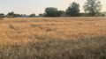GRANO: COLDIRETTI, SUBITO 40 MILIONI AI CONTRATTI DI FILIERA E PIÙ CONTROLLI SU ORIGINE E PRATICHE SLEALI