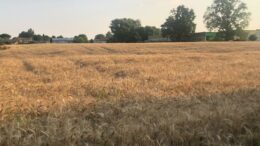 GRANO: COLDIRETTI, SUBITO 40 MILIONI AI CONTRATTI DI FILIERA E PIÙ CONTROLLI SU ORIGINE E PRATICHE SLEALI