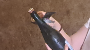 Vino: in Champagne vendemmia 2026 la più anticipata di sempre, sfida cambiamenti climatici e mercati