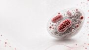 Ricerca, studio italiano svela il ruolo dei mitocondri nell’invecchiamento sano