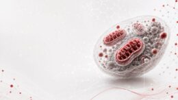 Ricerca, studio italiano svela il ruolo dei mitocondri nell’invecchiamento sano