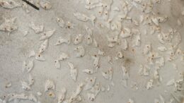 COLDIRETTI PESCA, IL CAMBIAMENTO CLIMATICO PRESENTA L’ENNESIMO CONTO: NUOVI ORGANISMI INVERTEBRATI METTONO A REPENTAGLIO LA PESCA DI PESCE AZZURRO.  DA OGGI PESCHERECCI ORMEGGIATI, IMPOSSIBILE USCIRE.