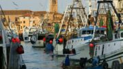CALDO: COLDIRETTI PESCA, IL MARE “BOLLENTE” UCCIDE COZZE E VONGOLE E FA SPARIRE IL MANGIME, SOS ACQUACOLTURA
