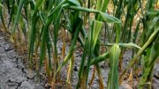 AGRICOLTORI DEMORALIZZATI. LA SICCITA’ STA COLPENDO GRAVEMENTE LE COLTURE. AUMENTO DEI COSTI E MANCATO RICONOSCIMENTO DEI PREZZI.