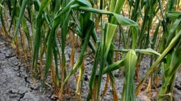 NUOVE PROCEDURE AGRICAT CONTRO LA SICCITA’ 2026