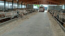 Complemento di Sviluppo Rurale, in arrivo nuovo bandi e possibili risorse aggiuntive per la riduzione delle emissioni negli allevamenti
