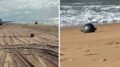 Australia, il mistero delle ‘palle spaziali’ in spiaggia: possono essere tossiche